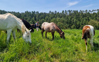 Un grup de cavalls pasturant en un camp verd, amb un bosc dens al fons i un cel clar. Un home és visible en la distància.
