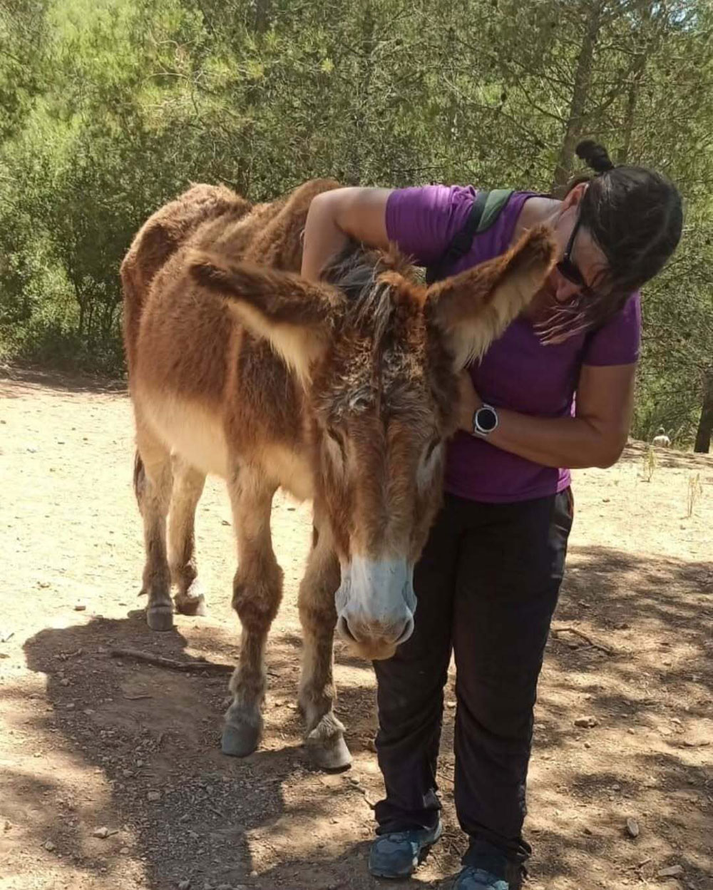 Una fotografia d'una persona amb samarreta lila inclinant-se per acariciar un ruc marró clar en un camí de terra, amb arbres al fons.