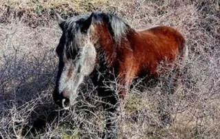 Un cavall marró fosc amb crinera i cua negres es troba entre arbustos secs.