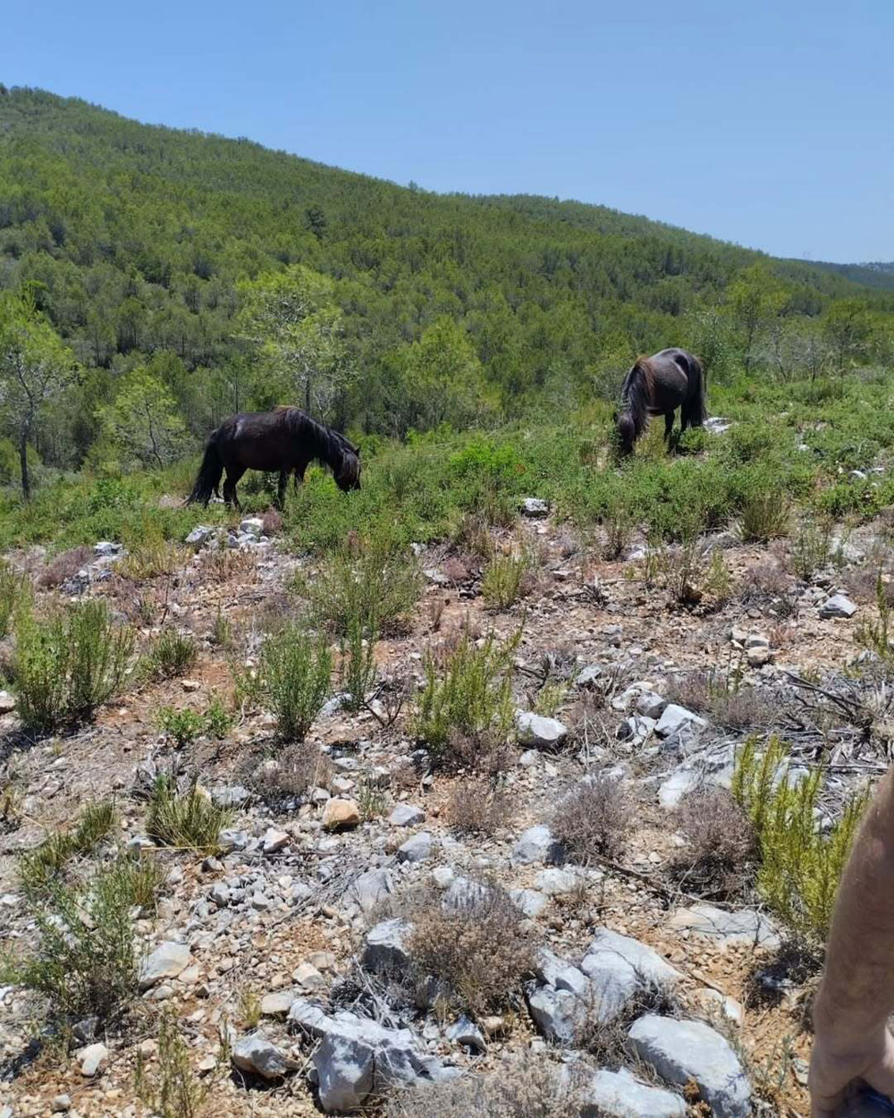 Una fotografia de dos cavalls foscos pasturant en un terreny sec i rocós, amb vegetació baixa i un turó verd cobert d'arbres al fons.