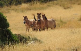 Quatre cavalls de Przewalski, de pelatge color sorra, es troben dempeus i mirant a la càmera. Estan en un ampli camp amb herbes altes i seques, dominat per tonalitats daurades. El grup inclou almenys tres adults i un poltre, en una formació compacta. La foto il·lustra la reintroducció d'aquesta espècie salvatge a la Reserva Nacional de Caça de Boumort.