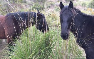 Un primer pla de dos cavalls en un prat amb herbes altes, un negre i un marró roigós. El cavall negre mira a la càmera mentre l'altre pastura darrere d'un tascó d'herba.