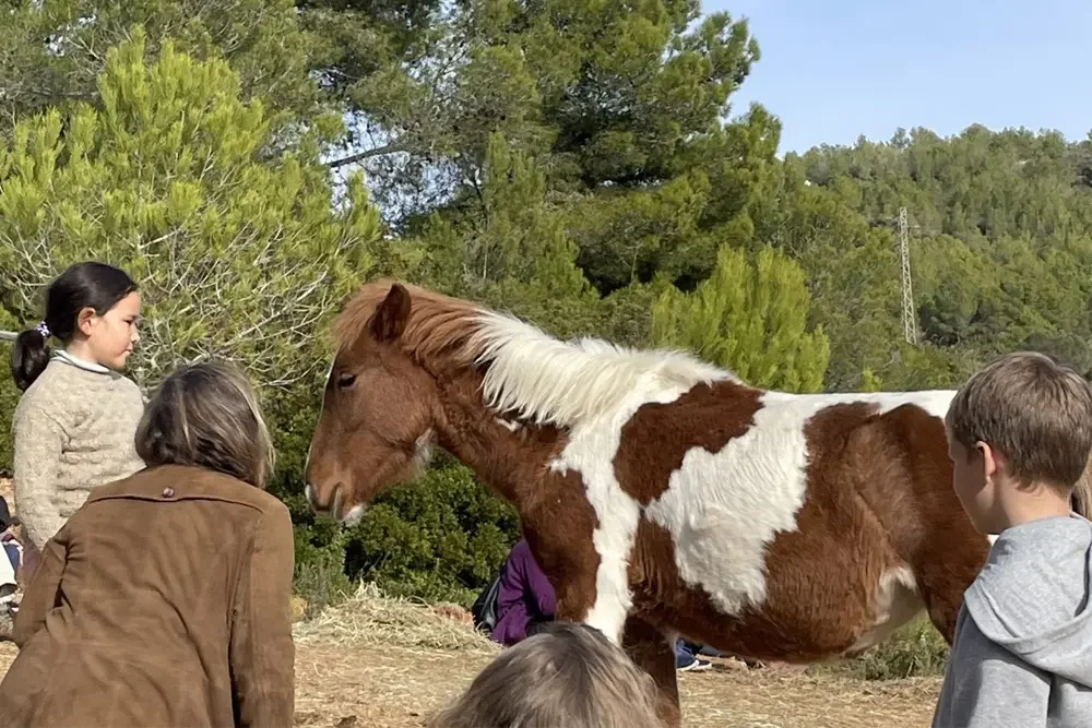Un grup d'infants observa de prop un cavall de taques marrons i blanques en un espai natural obert amb pins al fons.
