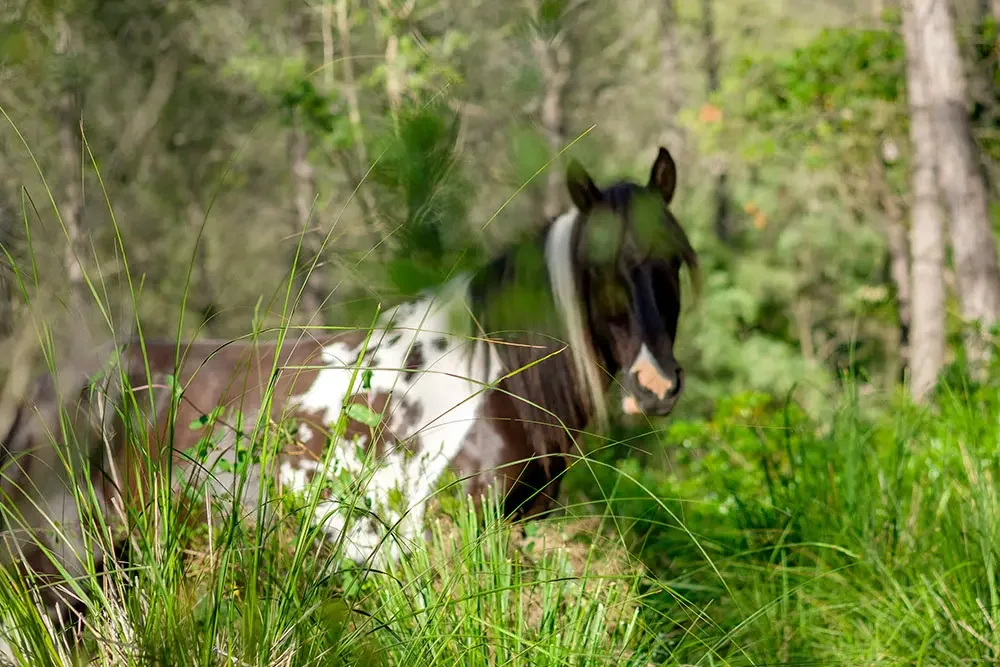 Un cavall de pelatge marró amb grans taques blanques mira fixament cap a la càmera, parcialment ocult darrere d'herbes altes i envoltat de vegetació verda i frondosa.