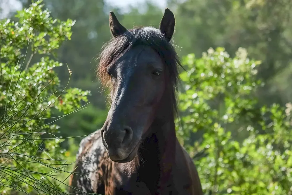 Retrat frontal d'un cavall Pottoka de color fosc mirant a càmera, envoltat de la vegetació verda i brillant del parc sota la llum del sol.
