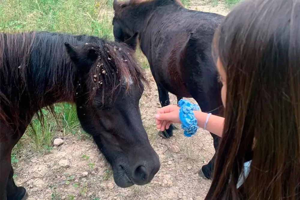 Una nena allarga la mà per acariciar un cavall Pottoka de color negre que descansa tranquil·lament en un camí de terra, amb un altre cavall al costat.