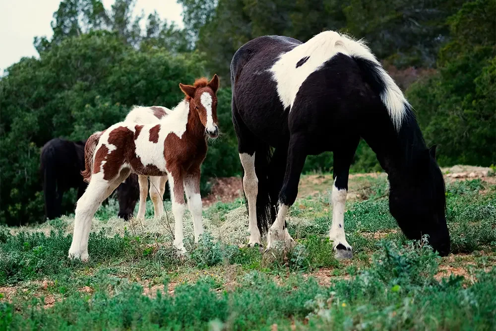 Una euga de taques negres i blanques pastura herba mentre el seu poltre, de taques marrons i blanques, mira curiosament cap a la càmera en un prat verd.