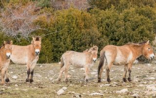 Quatre cavalls de Przewalski (de pelatge beix) estan dempeus, alineats en un paisatge de muntanya. Es caracteritzen per les seves crins curtes i la seva aparença de cavalls salvatges. Es troben en un terreny pedregós amb vegetació baixa, amb un bosc espès al fons.
