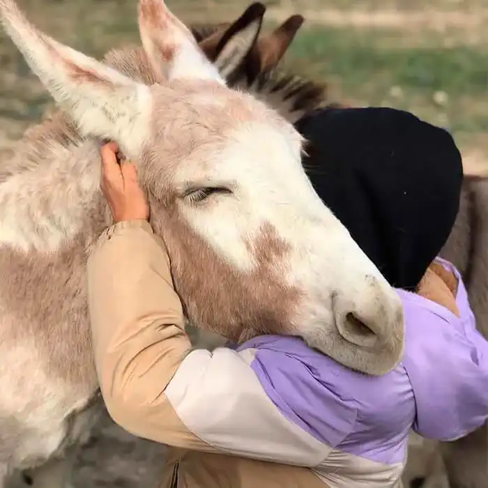 Primer pla d'una abraçada afectuosa entre un jove i un ruc de color clar.