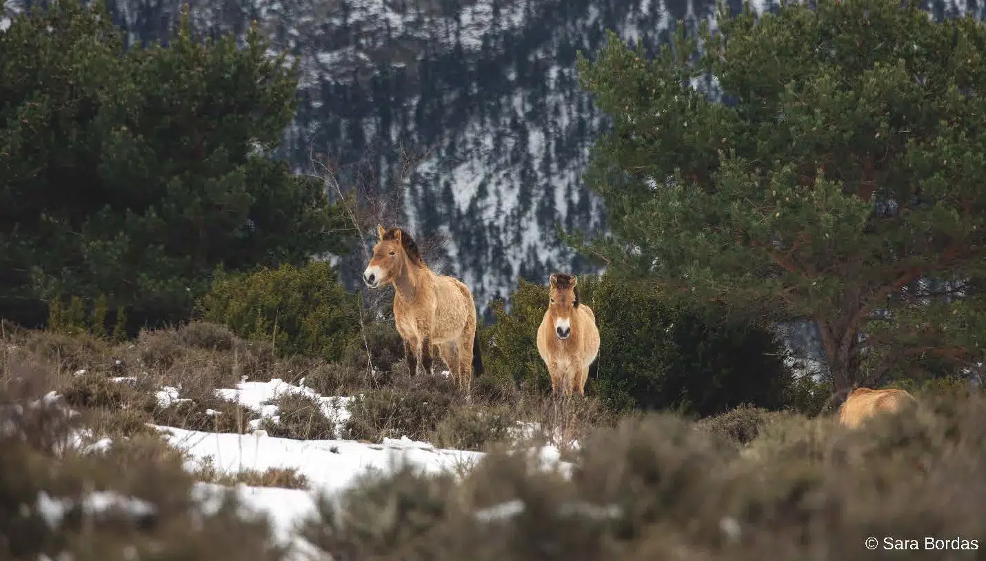 Caballos de Przewalski bajo la nieve Dos caballos de Przewalski (de pelaje color arena y hocico claro) se encuentran en una vertiente de montaña nevada. Uno mira hacia la izquierda y el otro mira directamente a la cámara. Alrededor hay matorrales bajos y pinos verdes, con una montaña escarpada y nevada en el fondo bajo una luz de invierno.