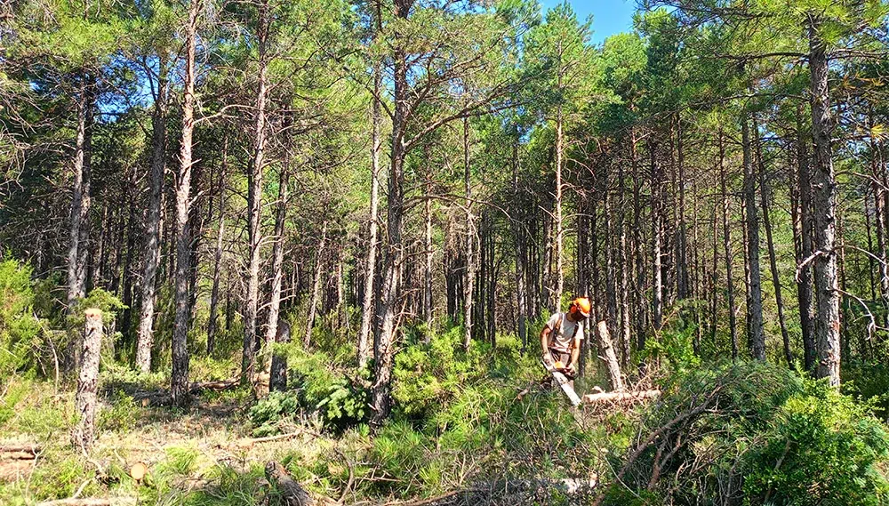 gestión forestal Un leñador, vestido con casco naranja de seguridad, camiseta beige, pantalón de trabajo con tirantes y botas, utiliza una motosierra para cortar madera en medio de un bosque denso de pinos. El hombre está situado en la esquina inferior derecha de la imagen, rodeado de una pared interminable de troncos de árboles altos y delgados que se extienden hasta el borde superior de la foto. El suelo está lleno de ramas verdes y madera cortada.
