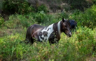 Caballo pinto pastando en un entorno verde y frondoso en el Parque Natural del Garraf, promovido por la Fundació Miranda y la Estación Náutica de Vilanova.