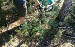 Escola-Els-Raiers-Fundació-Miranda-abril-2026 Una imatge en pla detall que mostra les mans de dues persones treballant al bosc. Les persones, equipades amb guants de protecció, estan manipulant i retirant branques de pi tallades que hi ha a terra.