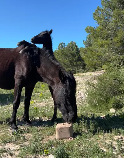 Nohr-Fundació-Miranda-Abril-2026 Una euga negra llepa un bloc de sal mineral a terra mentre el seu poltre negre es recolza tendrament sobre la seva esquena, en un prat assolellat amb pins de fons a la Fundació Miranda.