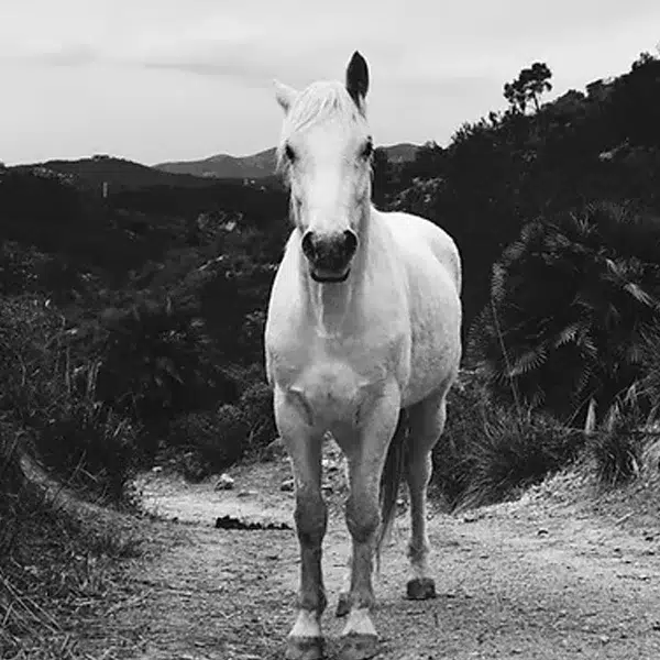 Un cavall blanc fotografiat en blanc i negre, de peu en un camí de terra envoltat de vegetació i muntanyes.