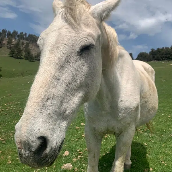 Primer pla d'un cavall blanc, amb els ulls tancats, pasturant en un prat verd envoltat de boscos sota un cel amb núvols.