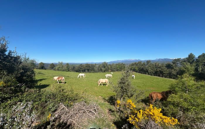 Team building-Viver i Serrateix Paisatge rural amb un grup de cavalls de diversos colors pasturant en un prat verd, envoltat de bosc i amb muntanyes a l'horitzó sota un cel blau intens i sense núvols.