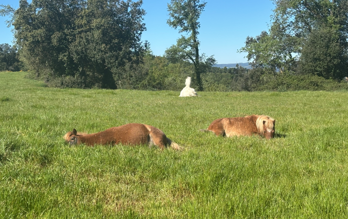 Viver i Serrateix-Team building Dos cavalls de color marró estirats i descansant sobre l'herba alta d'un prat verd, amb un cavall blanc al fons i una línia d'arbres sota un cel blau clar.