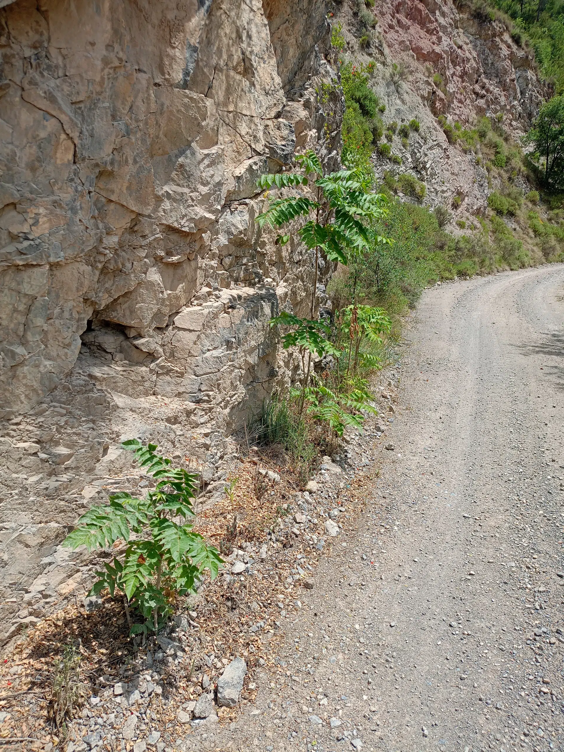 Un camí de terra bordeja una paret rocosa natural, on creixen algunes plantes petites i arbustos en un entorn muntanyós.