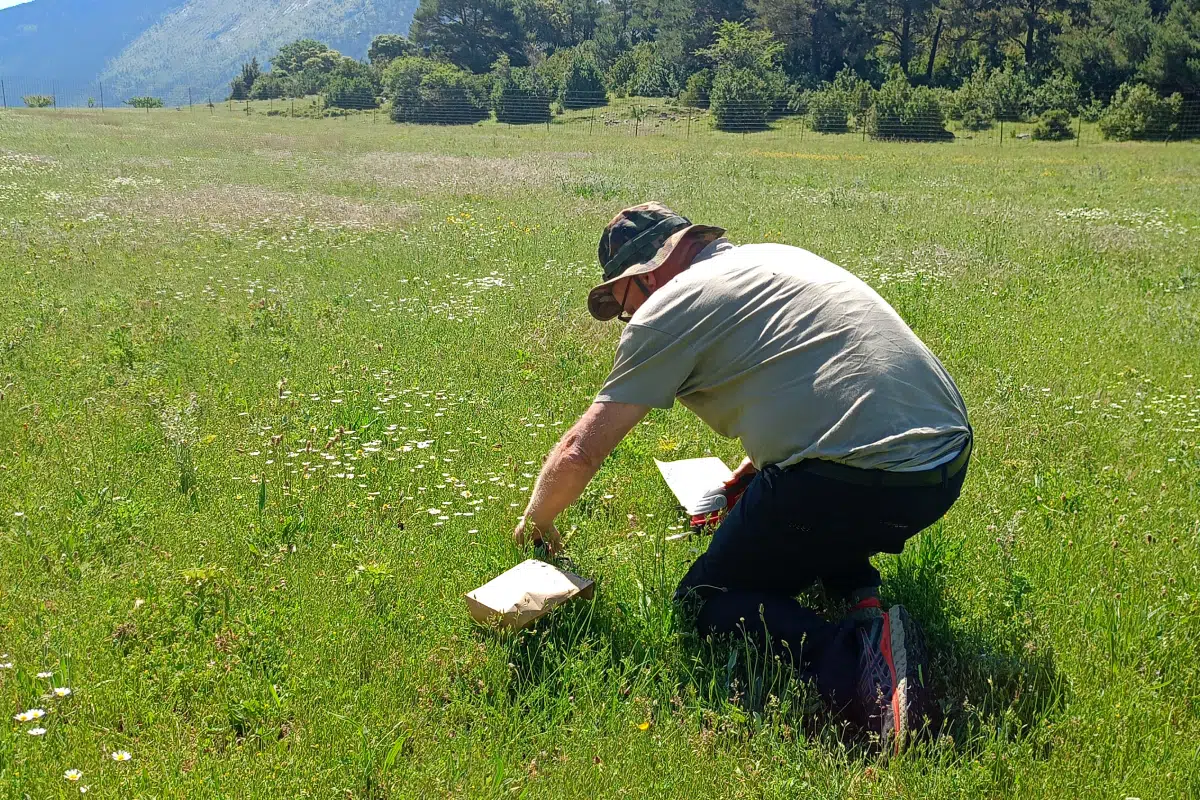 Ecologia-Projecte GISKA Una persona amb barret de camuflatge, agenollada en un prat verd i ple de flors, està treballant sobre el terreny recollint mostres.