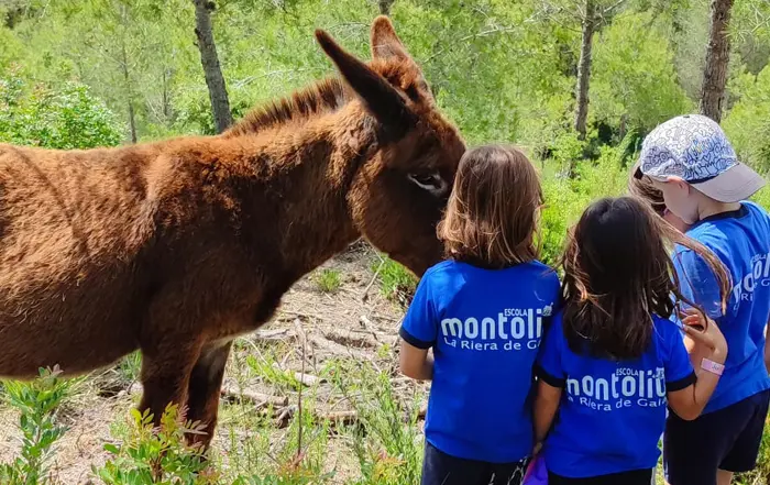Un grup de nens i nenes amb samarretes blaves de l'Escola Montoliu observa de prop un ase marró en un entorn natural boscós.