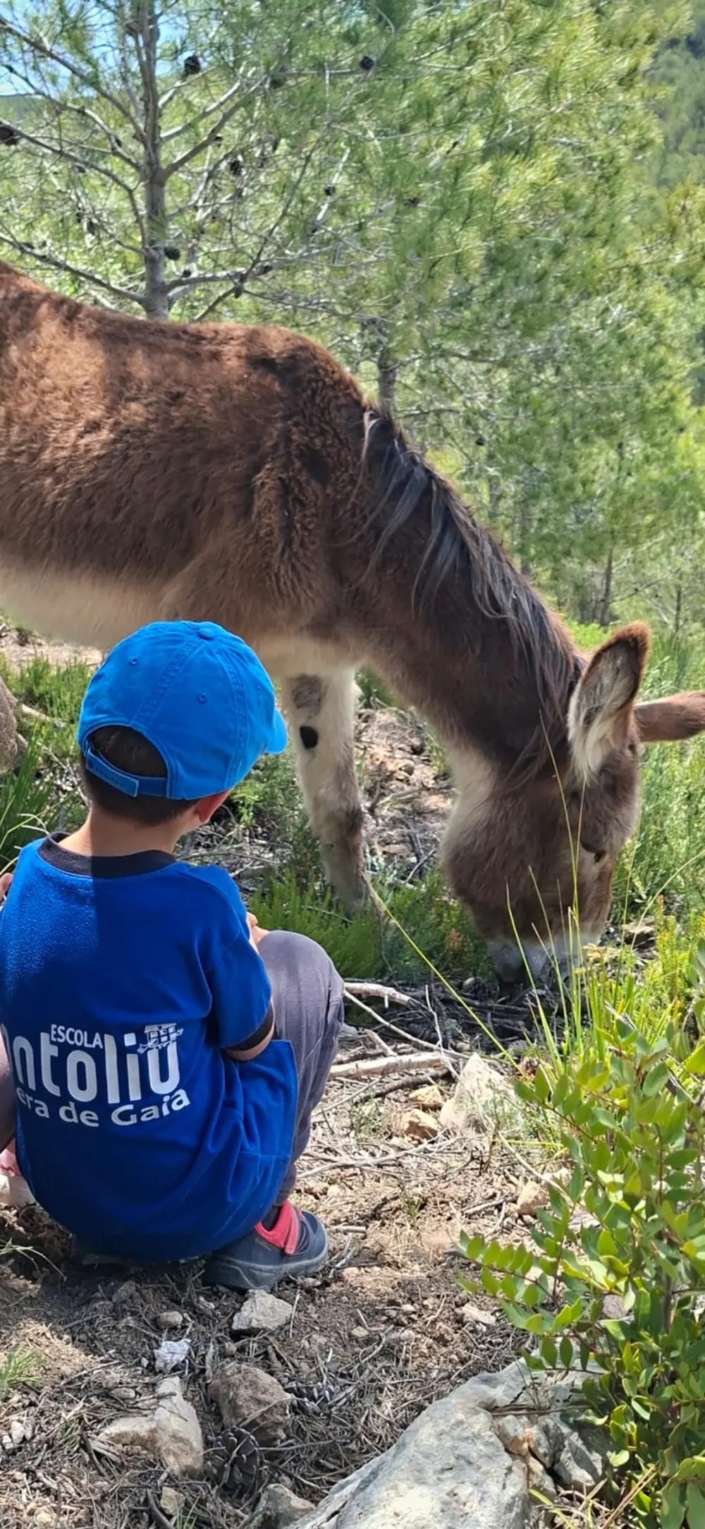 Un nen amb una samarreta blava que diu "Escola Montoliu" i una gorra del mateix color, assegut a terra observant un ase marró que pastura en un entorn boscós.