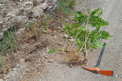 Una planta d'ailant (Ailanthus altissima) acabada d'arrencar d'arrel i un piquet de jardineria a terra, al costat d'un camí de terra i una paret rocosa, en un entorn natural.
