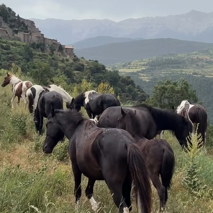 Un ramat de cavalls pottoka de colors negre i marró-blanc pastura en un prat de muntanya a la cara nord del Cadí, amb un poble de cases de pedra situat en un turó al fons i valls verdes sota un cel ennuvolat.