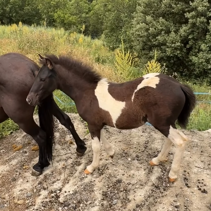 Una euga i la seva cria, un poltre pottoka de pelatge marró i blanc, caminen sobre el terreny natural a la zona del Cadí Nord.