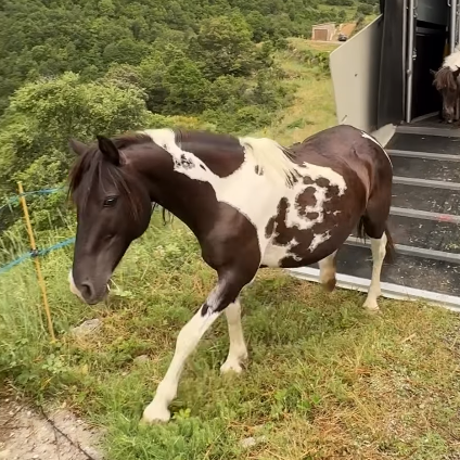 Un cavall pottoka de pelatge marró i blanc baixa per la rampa d'un remolc cap a una zona de pastures a la cara nord del Cadí.