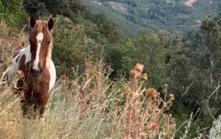 Un cavall marró i blanc pastura entre herbes altes en un paisatge de muntanya arbrat.