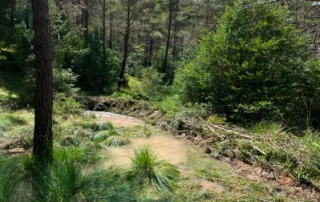 Vista general del curs d'aigua modificat amb troncs i branques al bosc, creant zones d'aigua tranquil·la que afavoreixen la biodiversitat.