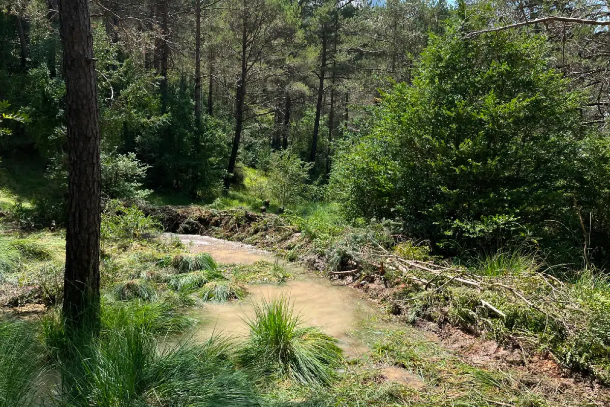 Imatge d'un petit curs d'aigua en una zona boscosa de Collegats-Boumort, on s'han col·locat troncs i elements naturals de manera estratègica per imitar l'efecte dels castors i fomentar la biodiversitat aquàtica.