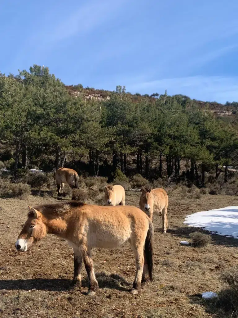 Un grup de cavalls de Przewalski en un paratge natural amb bosc i taques de neu al terra sota un cel blau.