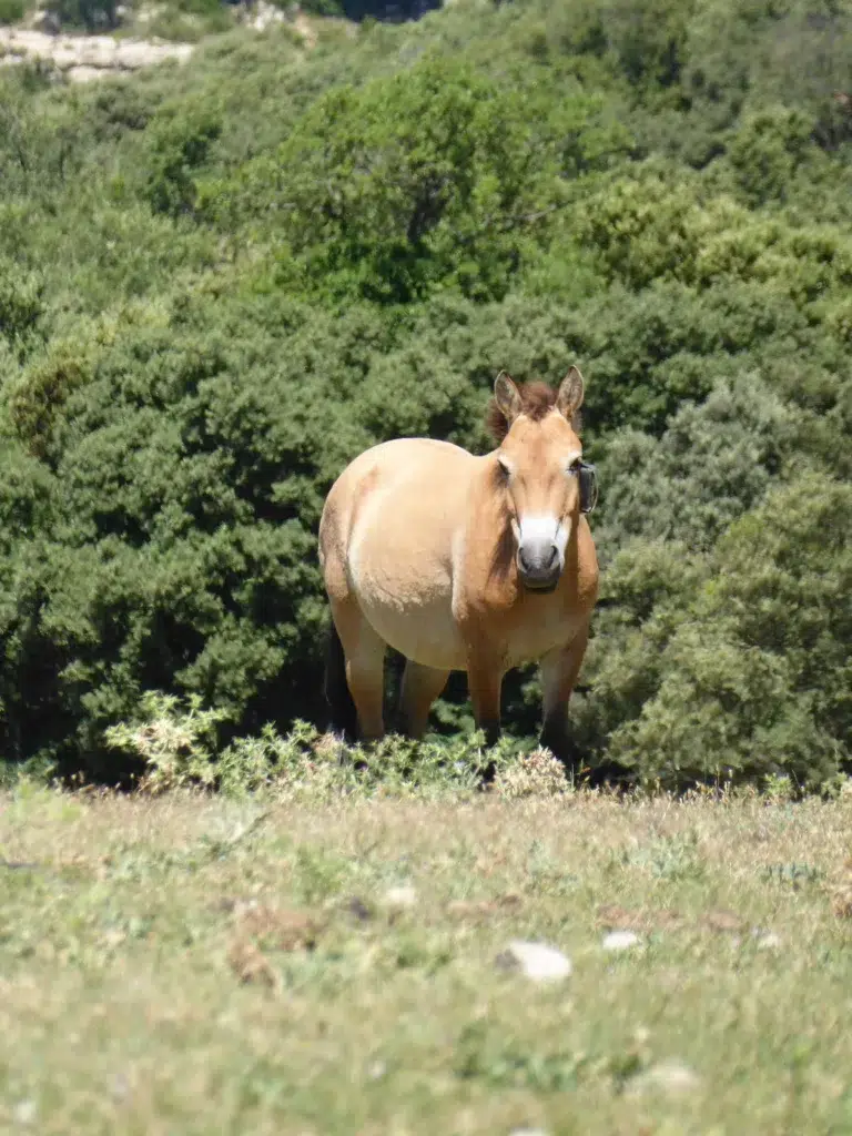 Un cavall de Przewalski de pelatge marró clar i crinera fosca, dempeus en una prada verda amb bosc al fons.