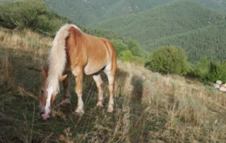 Un cavall ros amb la crinera i la cua de color més clar pasta en un prat inclinat, amb muntanyes cobertes de boscos al fons sota la llum del sol.