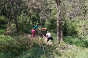 Diversos participants col·laboren en grup al mig del bosc per arrossegar i col·locar un tronc llarg, imitant l'acció dels castors durant la jornada de beavering del projecte Giska.